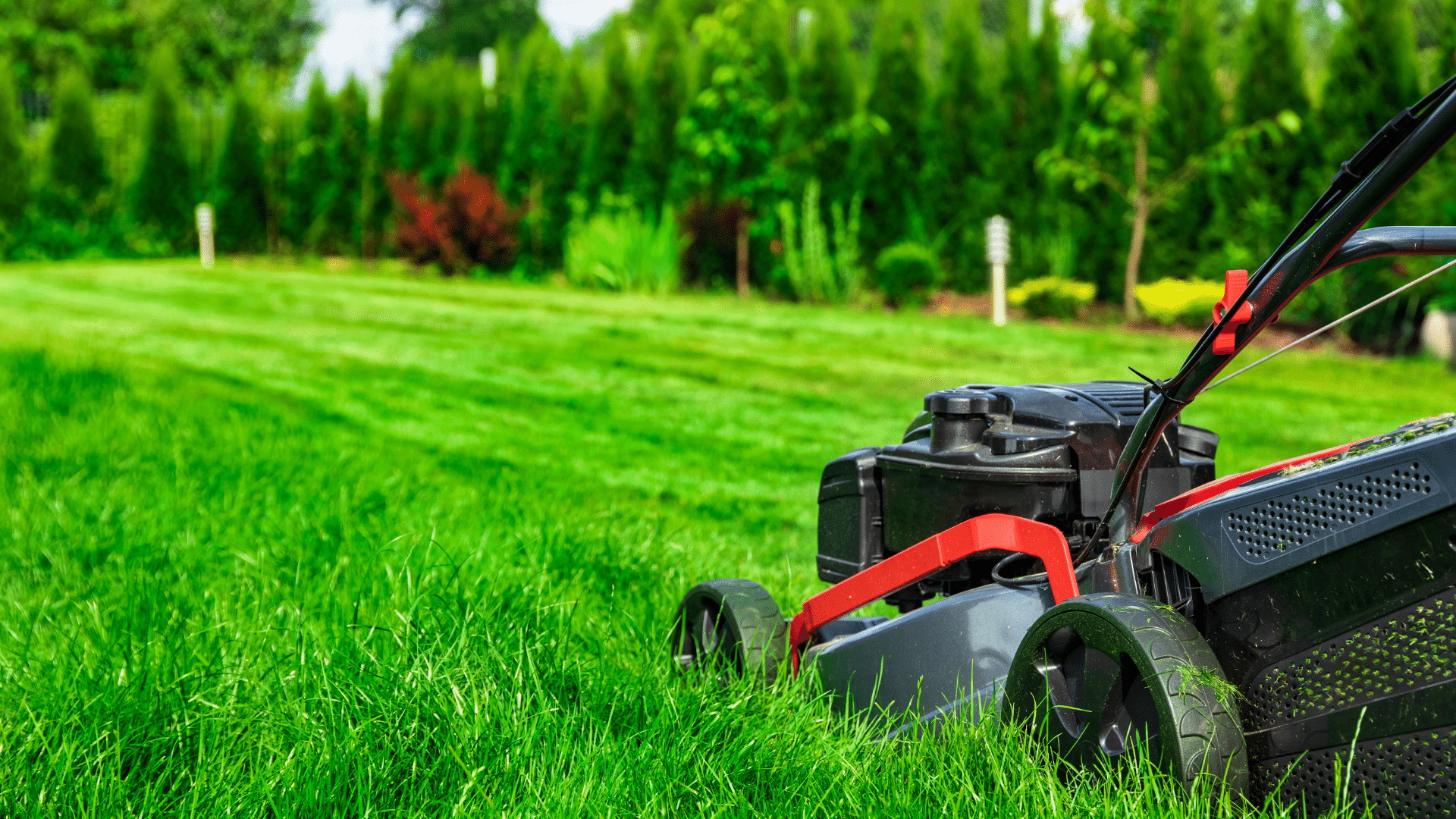 Landscaping Services Cut Grass Laps Custom Fence & Backyards SC