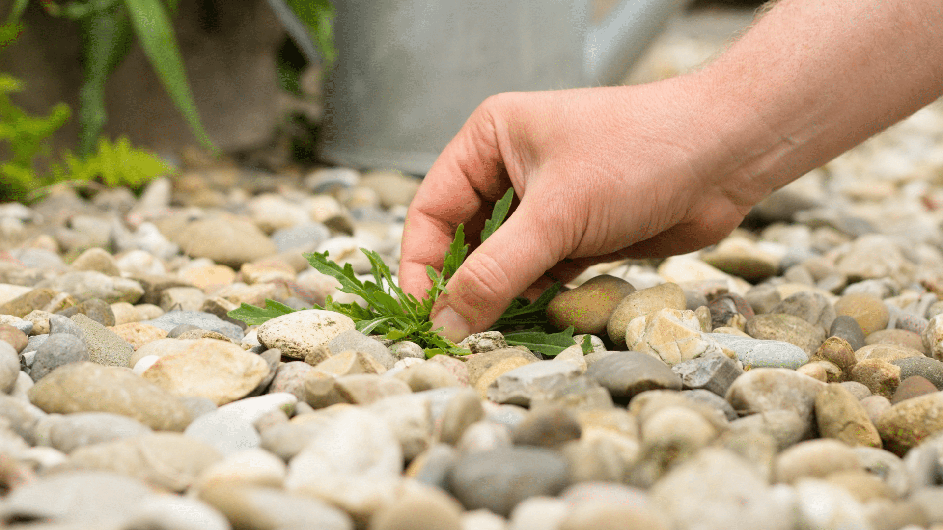 Landscaping Services Weed Control Laps Custom Fence & Backyards SC